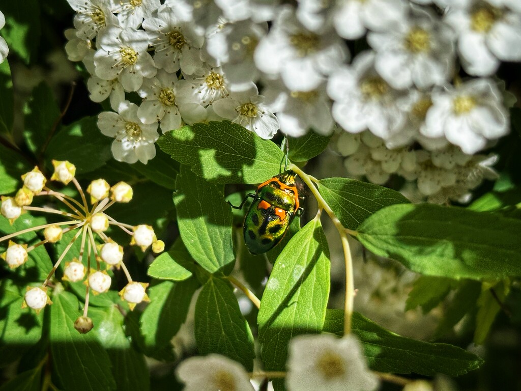 Visitor in the May by pusspup