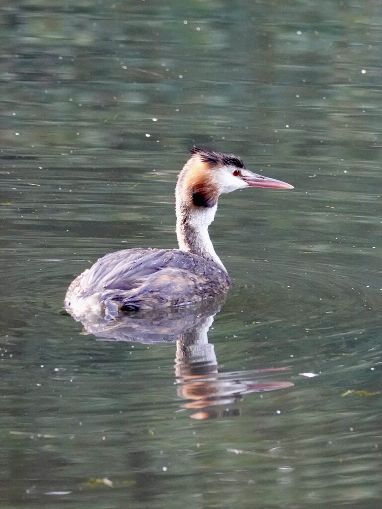 Great Crested Grebe by phil_sandford