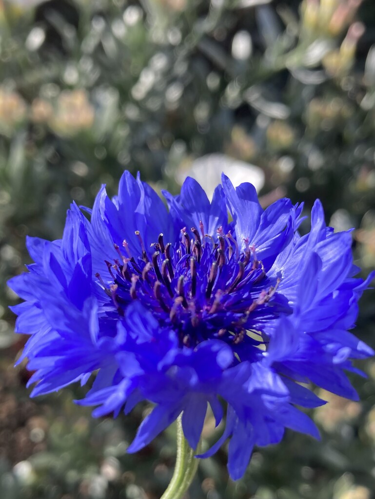 Cornflower Blue by narayani