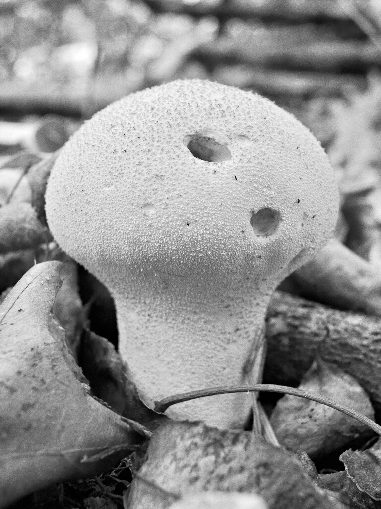 Nibble Nibble by juliedduncan