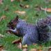 Squirrel Pudsey Park
