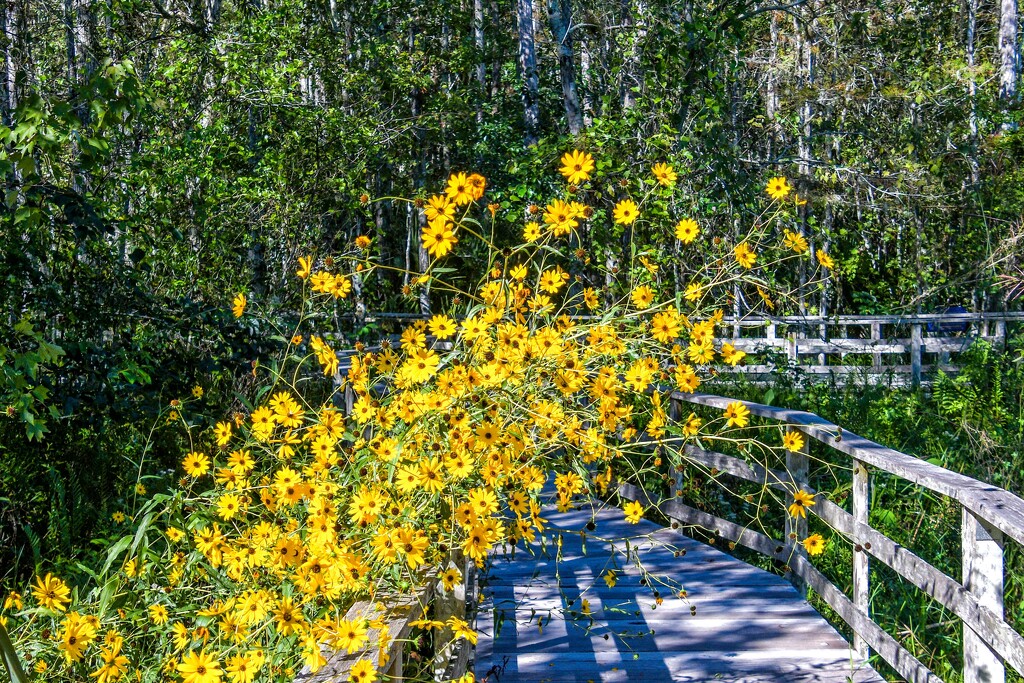 Swamp Sunflowers by danette