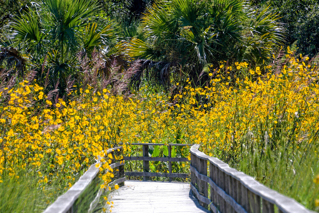 More Sunflowers by danette