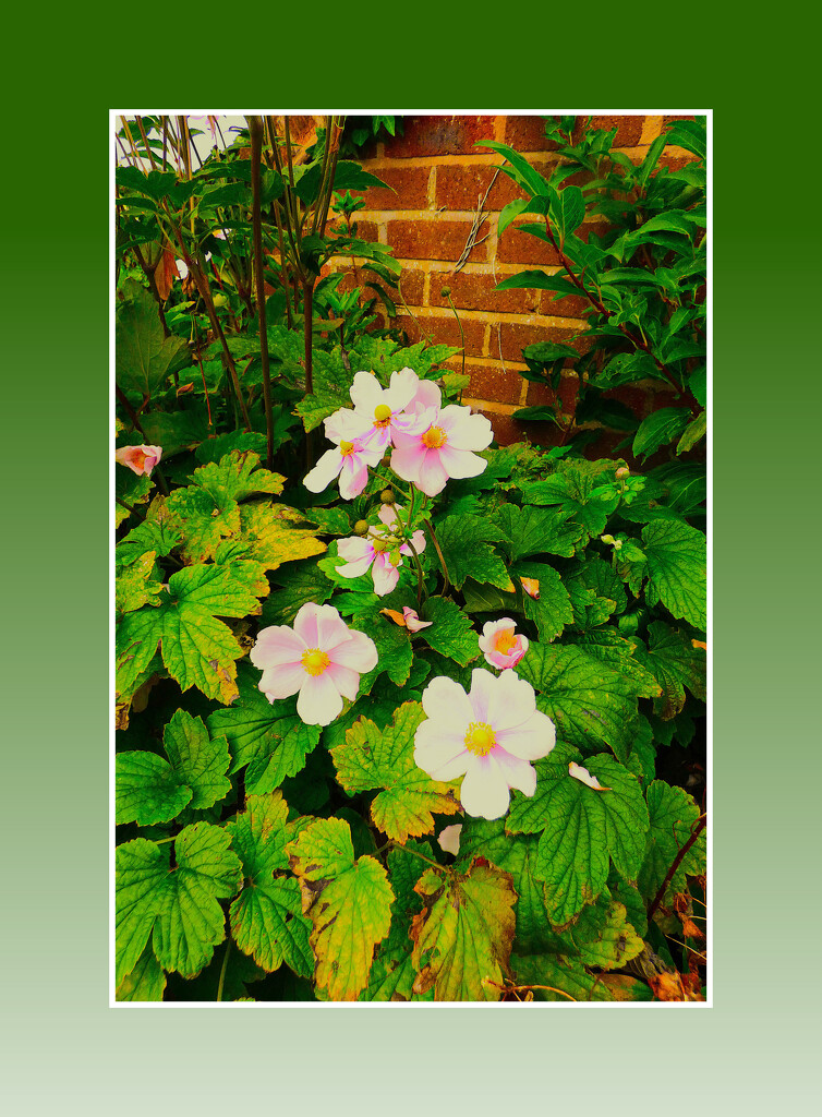 Just a few left. by beryl