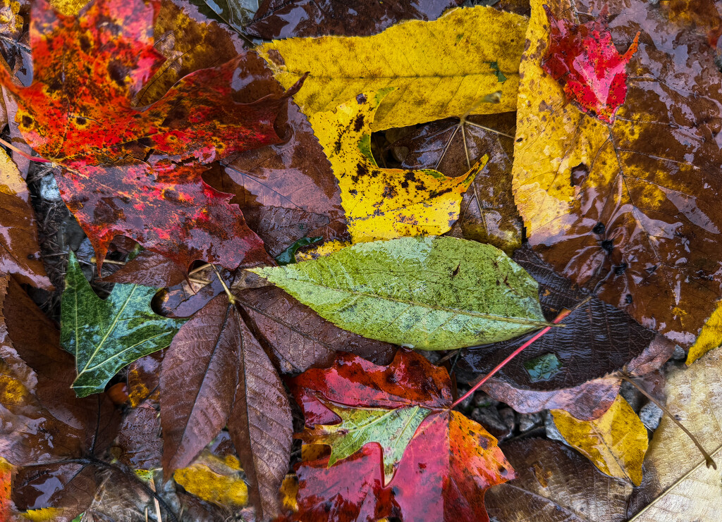 Mother Nature's Leafy Canvas by berelaxed