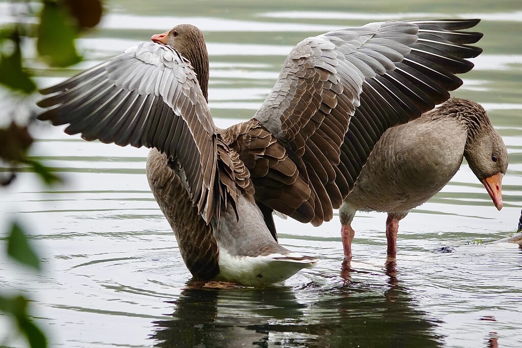 Stretchhhhhhh by carole_sandford