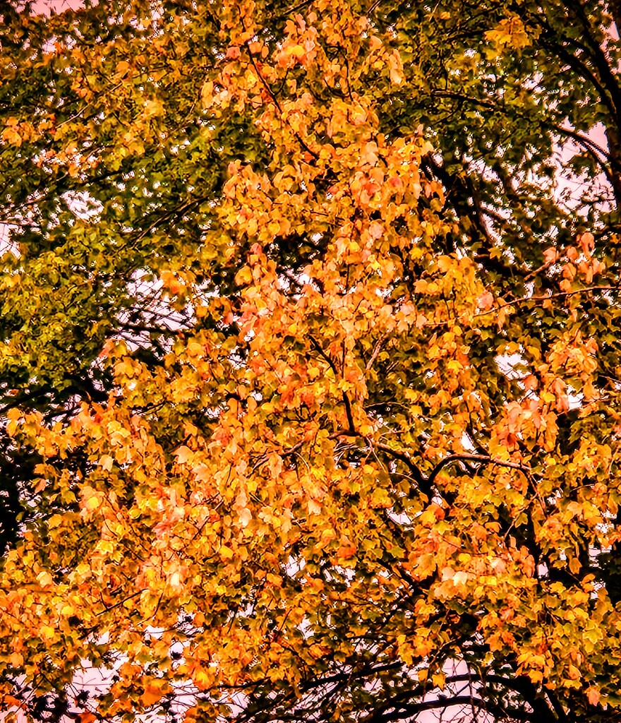 Autumn Colors by alyclark