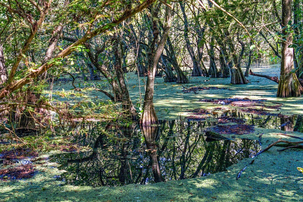 Mysterious Swamp by danette