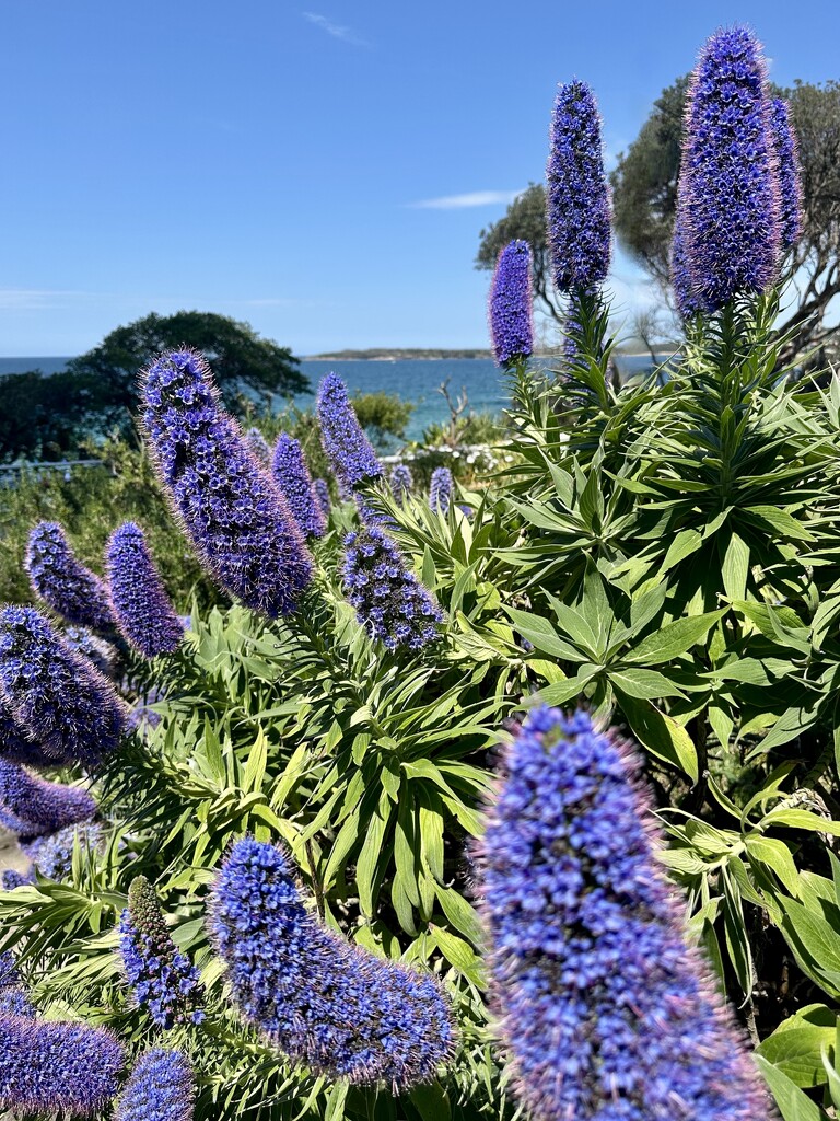 Pride of Madeira by kjarn