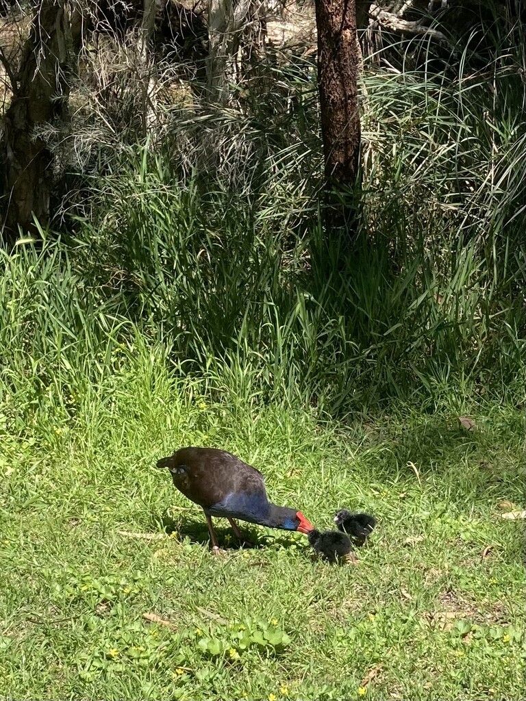 Swamp Hens  by narayani