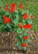 15th Oct 2025 - Salvia
