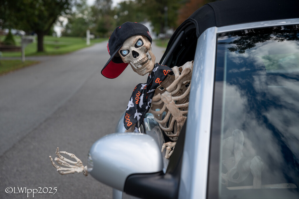 A Skeleton A Day 2025 by lesip