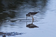 1st Sep 2025 - Greater Yellowlegs