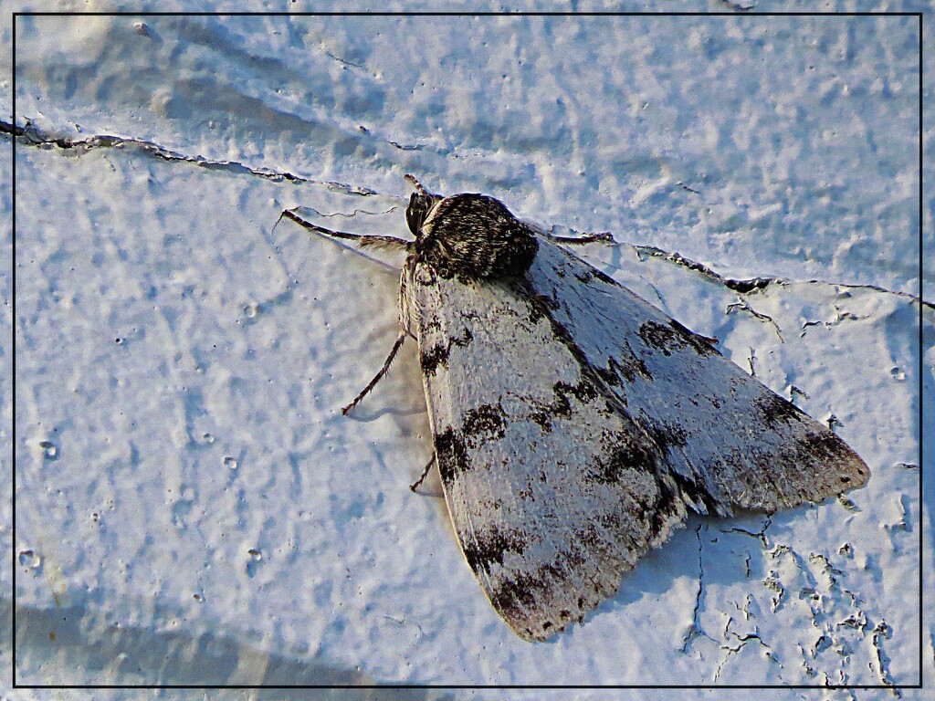 White Tussock Moth by olivetreeann