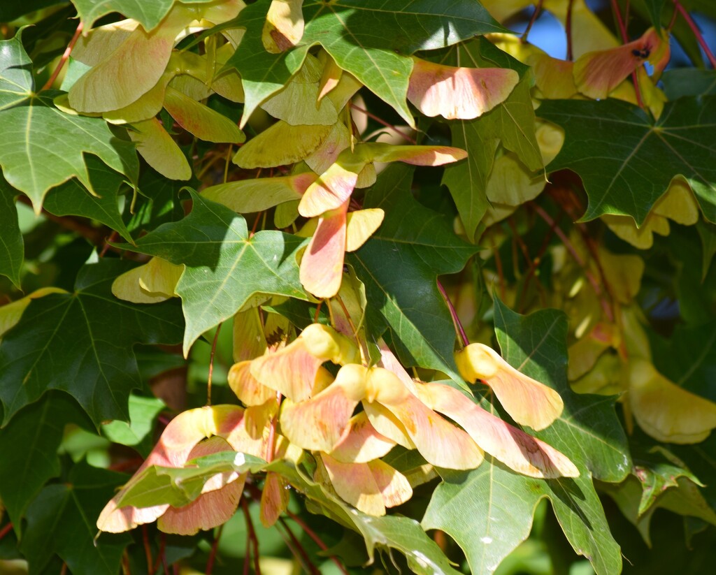 Kid Memory by richyoung