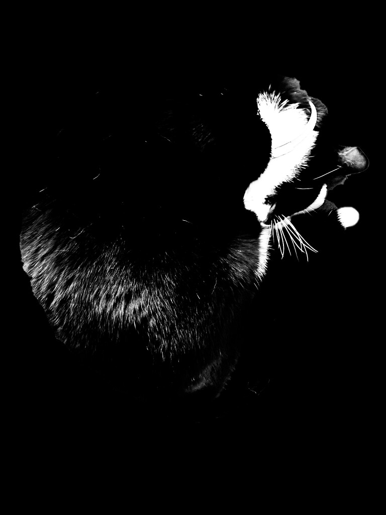 What is it? by pusspup