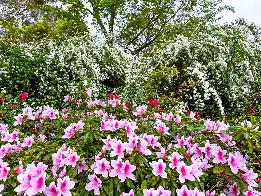 More garden by pusspup