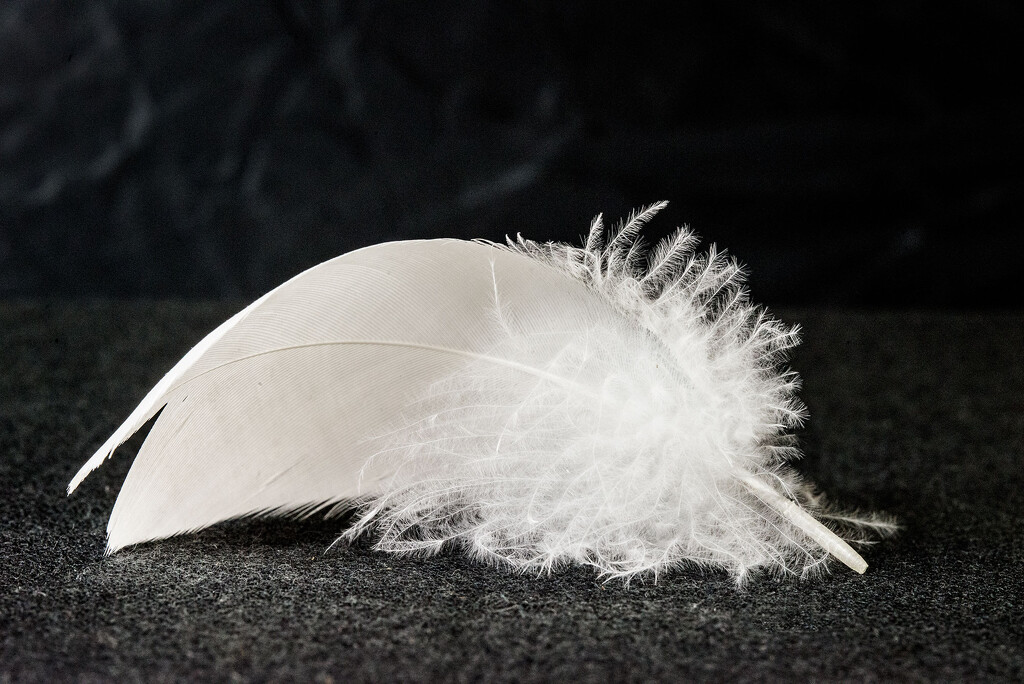 Feather by jeneurell