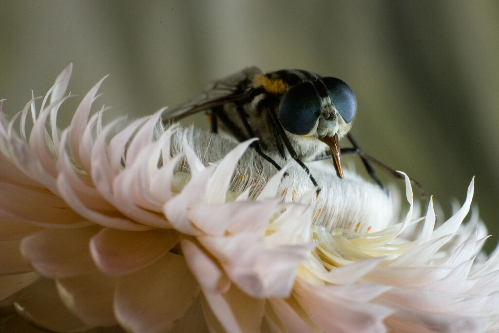 Bee on Paper Daisy by jeneurell