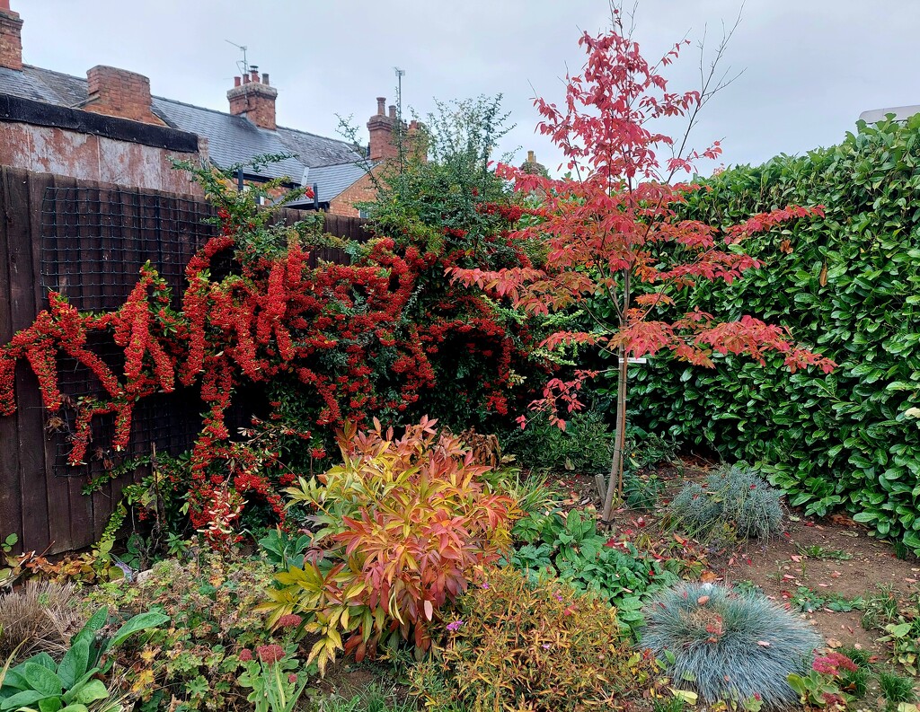 Autumn in the garden by busylady