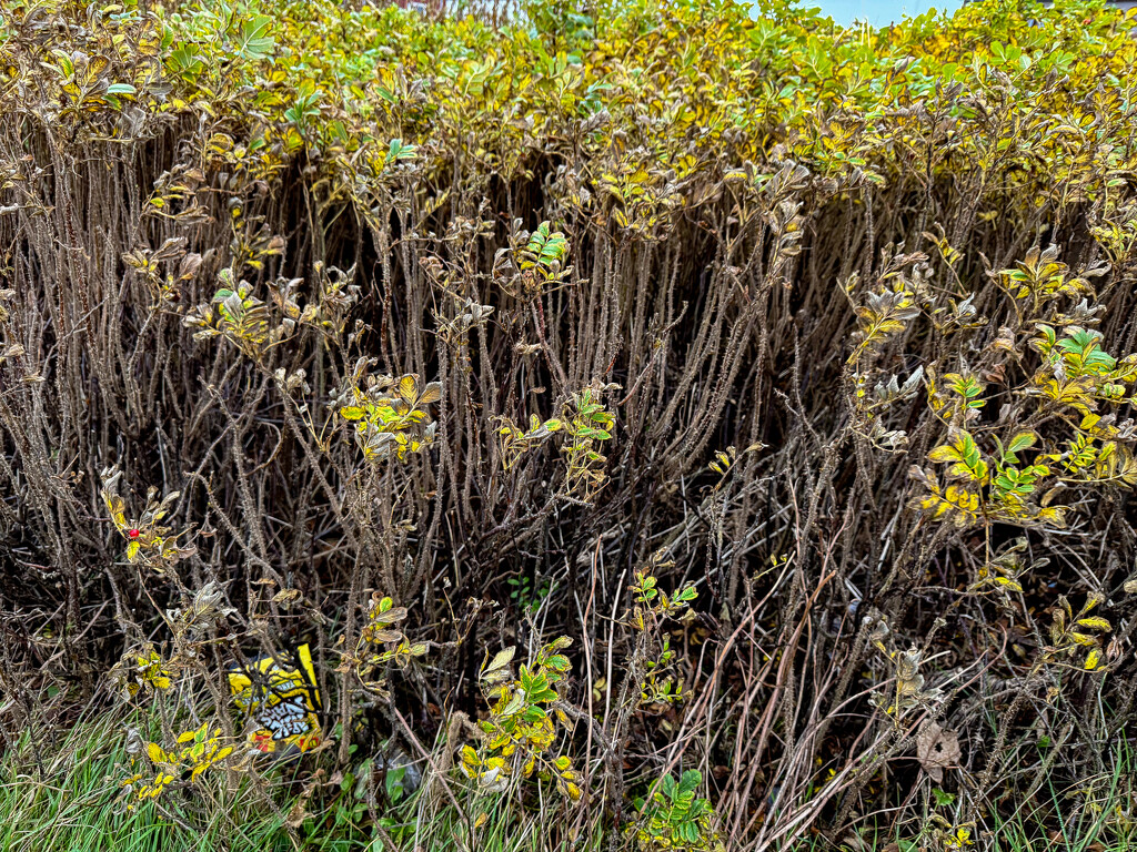 Catching Litter by lifeat60degrees