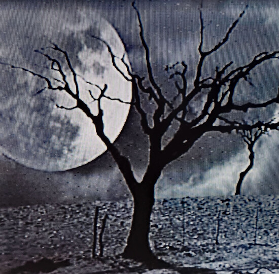 Haunted Tree Tuesday by Lin · 365 Project