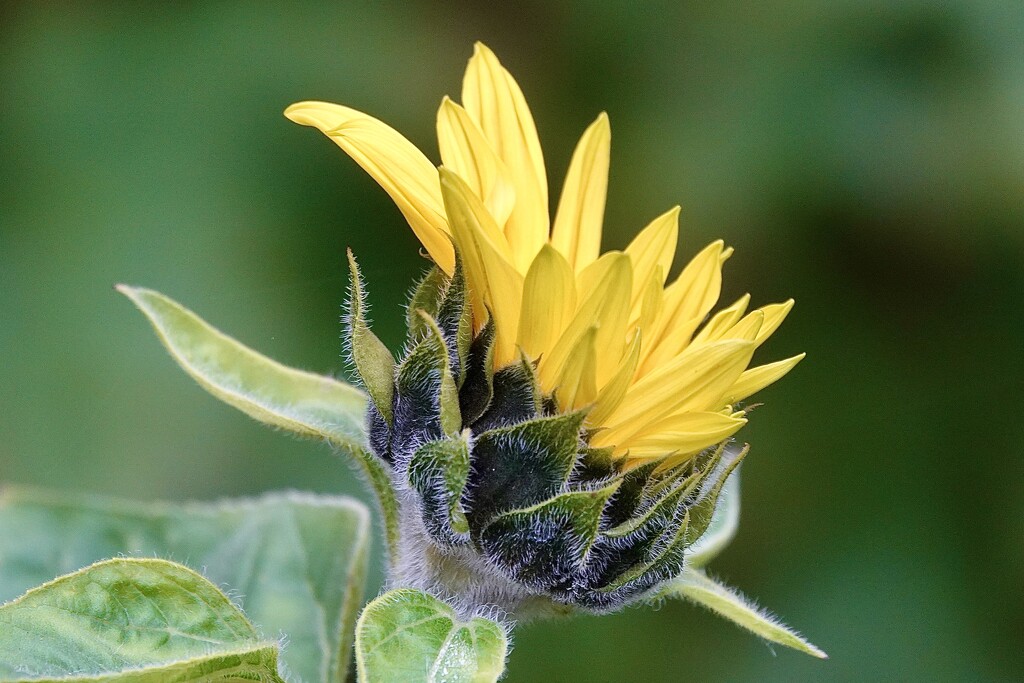 Late? Sunflower  by carole_sandford