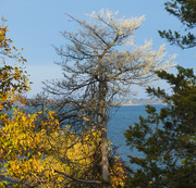 12th Oct 2025 - red cedar