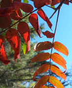 13th Oct 2025 - sumac leaves