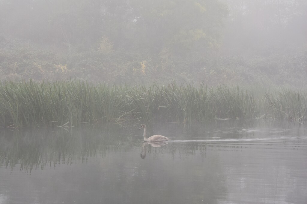 Misty Swan by dragey74