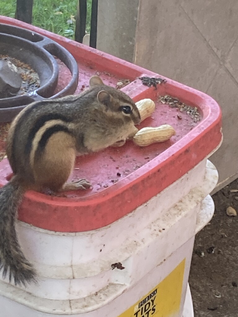 Little Visitor  by spanishliz