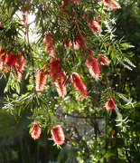 16th Oct 2025 - Bottlebrush
