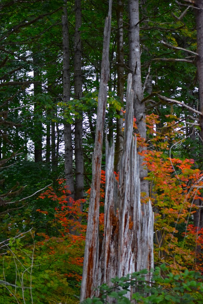 Nature's Changing by richyoung