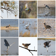 16th Oct 2025 - Botswana Day 14 - 2