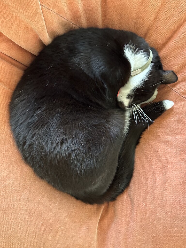 The original by pusspup