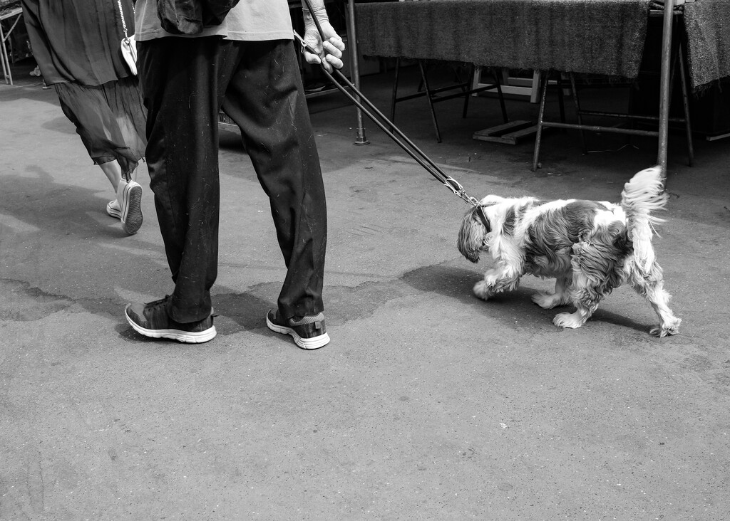 Dogs of Paris 12 by brigette