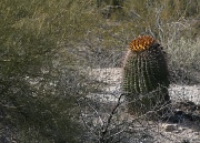 6th Feb 2011 - More Cacti. . .