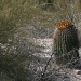 More Cacti. . . by kerristephens