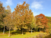 12th Oct 2025 - Autumn Trees