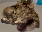 10th Oct 2025 - Cat In A Box