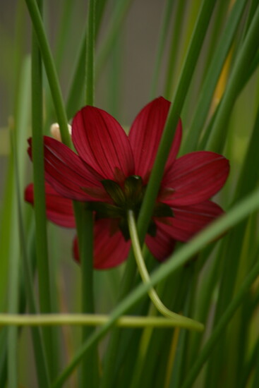 Cosmos~~~~~ on 365 Project