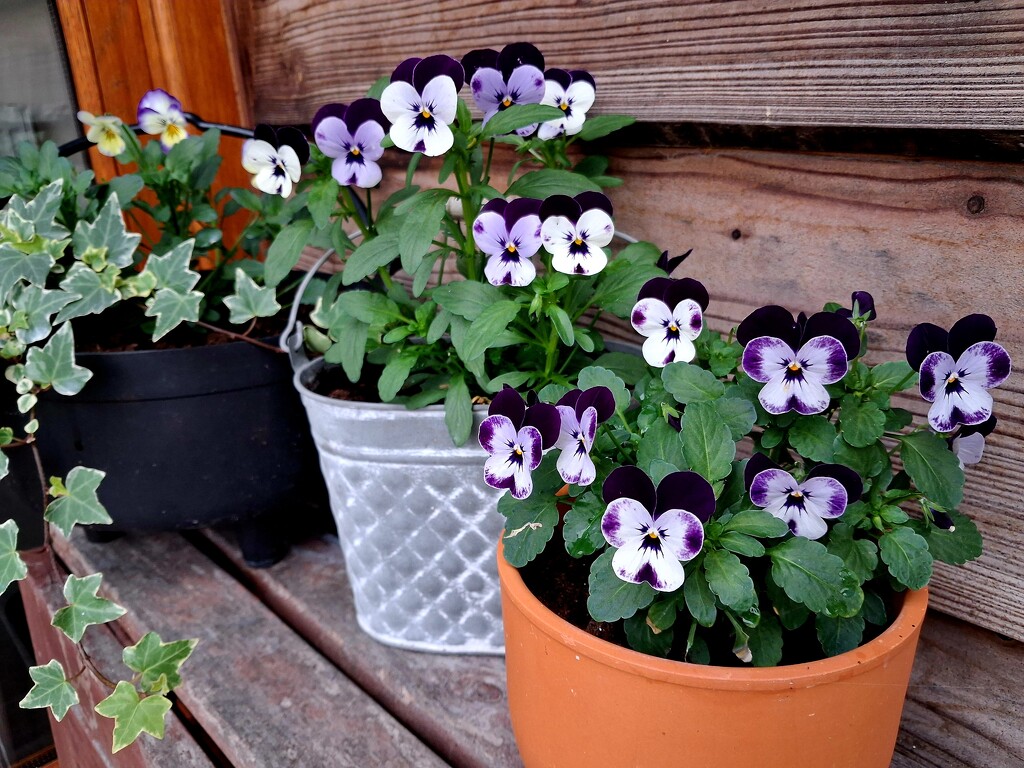 Viola corner  by flowerfairyann