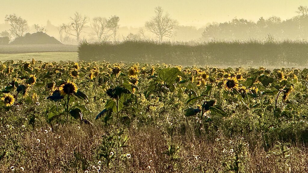 Misty Start by carole_sandford