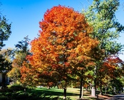 15th Oct 2025 - Fall is here