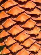 17th Oct 2025 - Pine cone up close