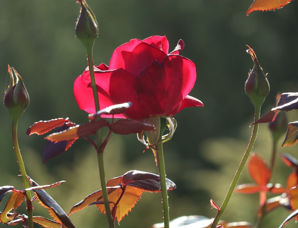 Autumn Rose by 365projectorgheatherb