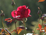 16th Oct 2025 - Autumn Rose
