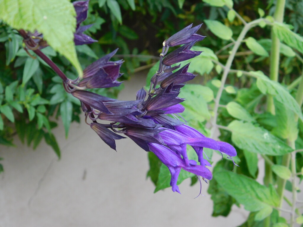 purple plant by anniesue