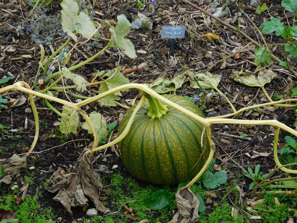 very pleasing pumpkin by anniesue