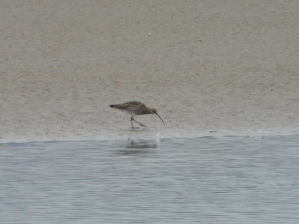 about to pounce! by anniesue